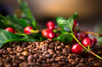Can I Drink Coffee During a Juice Cleanse? - EXALT