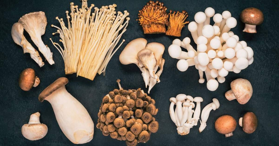 Mushroom Magic: Health Benefits of Functional Mushrooms - EXALT