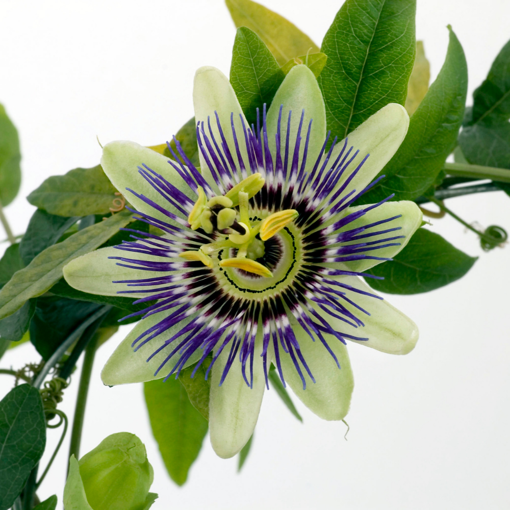 Passion Flower