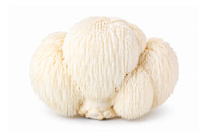 Lions Mane