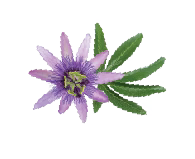 Passion Flower